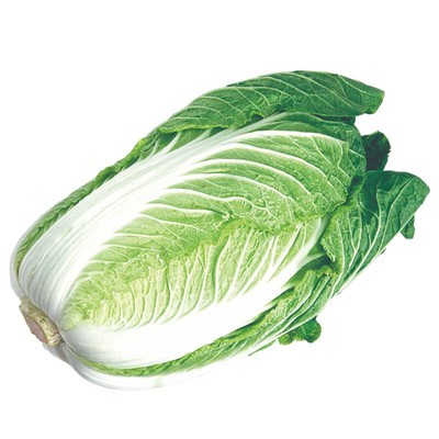蔬菜种子山东秋冬季大白菜