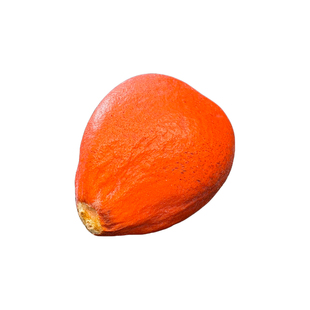 新鲜凤凰蛋铁树果实自然阴干永久存放文玩diy小众标本装饰植物