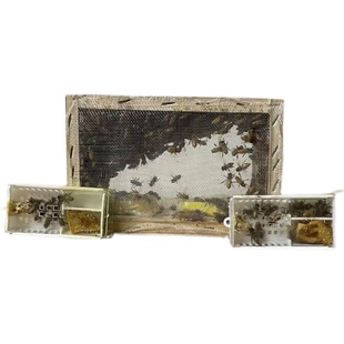 中蜂蜂群带王蜜蜂活体养殖带子脾阿坝中蜂带蜂箱中华土蜂出售笼蜂