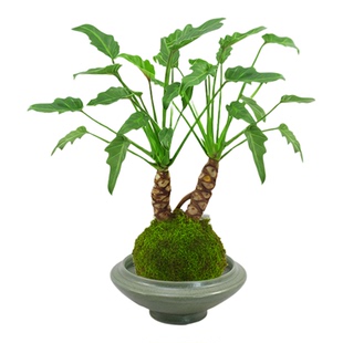 龙鳞小天使盆栽苔藓球老桩办公室内耐阴水培植物客厅好养桌面绿植