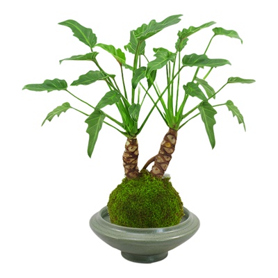 龙鳞小天使盆栽水培苔藓球绿植物