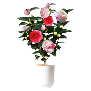 十八学士山茶花盆栽稀有品种花卉树苗带花苞阳台客厅植物耐寒易养