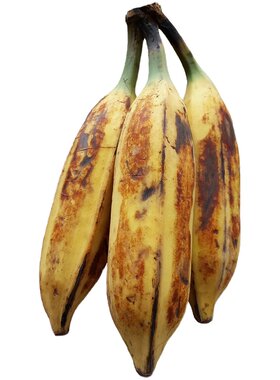 原生态高山野生大芭蕉5斤广东蕉