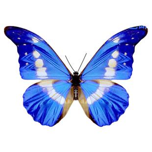 光明女神闪蝶海伦赫莲娜蓝色蝴蝶标本未展翅原蝶成品礼物相框摆件