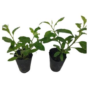 明月草盆栽苗 降糖草 长寿菜 绿植盆栽阳台 白子菜 金鸡毛菜包邮