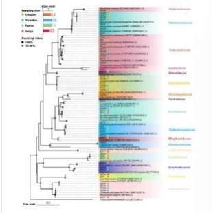 代做基于全基因组 及数据展示 snp分析以及绘制生物进化树图