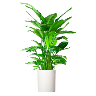 天堂鸟盆栽室内客厅高级感大型绿植办公室大叶植物高端鹤望兰新房