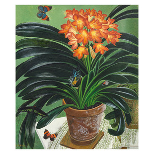 君子兰 Adolf Dietrich瑞士童真花卉静物油画 玄关餐厅装饰画芯心