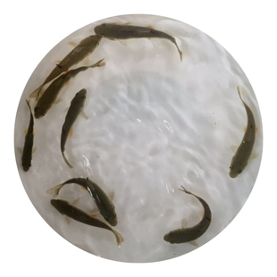 军鱼苗青竹鲩鱼苗路亚光鱼苗河坚鱼苗淡水活体青棍坑坚养殖鱼