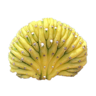 多闻柱锦缀化锦精选扇形自然锦室内办公桌好养美观防辐射萌趣盆栽