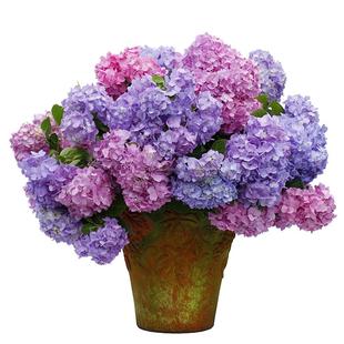 海蒂的花园旗舰店海妈花园大花绣球花苗无尽夏绣球花阳台植物盆栽