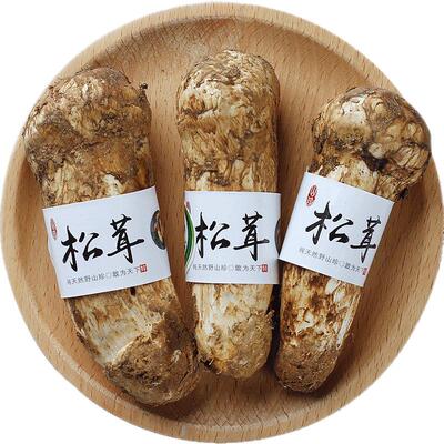 2026香格里拉新鲜松茸纯野生菌菇精品未开伞空运冷链快至24h达