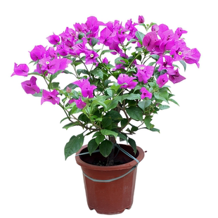 重瓣三角梅盆栽多季开花室内阳台庭院特大苗带花绿樱老桩爬藤植物