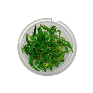 前中后景水草无菌杯阴性鱼缸造景草缸造景水草椒草极乐鸟新手淡水
