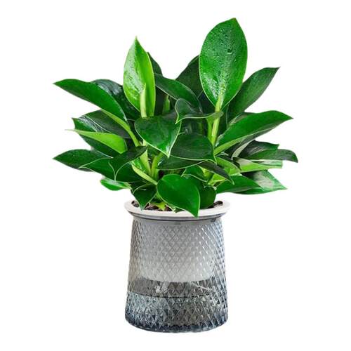 金钻盆栽绿植铂金钻绿萝箩水培植物多肉办公室内桌面懒人好养花卉