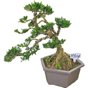 雀舌皱皮黄杨盆景盆栽造型老桩老盆口室内外绿植对号发货一物一拍