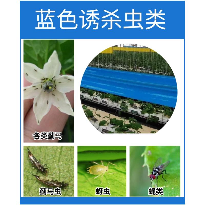 粘虫带树木防虫胶带大棚园林温室用双面粘虫带工程绿化用诱虫胶带