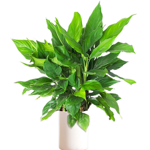 万年青绿植客厅大盆栽室内办公室落地植物绿萝柱广东好养四季常青