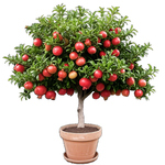 特大突尼斯软籽石榴树树苗红皮果树果苗盆栽地栽南北方种植庭院