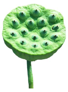 【现货】新鲜现采莲蓬湖南湘莲