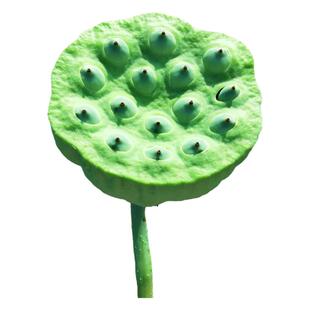 莲蓬新鲜莲子湖南湘莲应季时令水果甜嫩莲米现摘现发生吃非洪湖