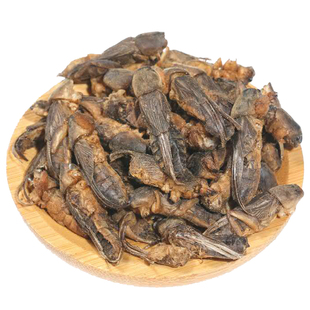 中药材新货干货野生蝼蛄 蝲蝲蛄 地狗 土狗仔食用昆虫500克包邮