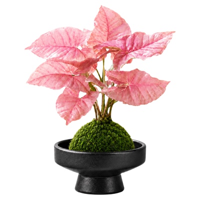 粉色恋人合果彩叶芋苔藓球