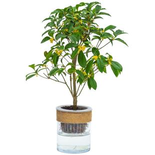 水培植物四季桂花小盆栽树苗绿植盆景花卉水生水养办公室内桌面