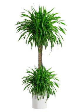 大型龙血树办公室绿植室内高