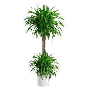 大型龙血树室内绿植办公室客厅高级感龙须树多头植物大盆栽盆景