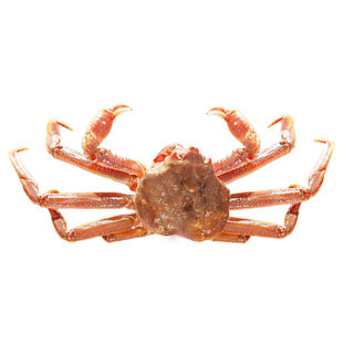 【活发】俄罗斯松叶蟹鲜活雪蟹长脚蟹板蟹海鲜水产帝王蟹新鲜螃蟹