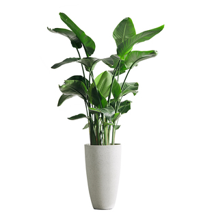 天堂鸟盆栽办公室大型绿植室内客厅落地真花卉大叶植物摆件四季