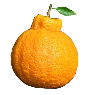 四川不知火丑橘10斤整箱丑八怪当季新鲜孕妇水果耙耙丑柑手剥桔子