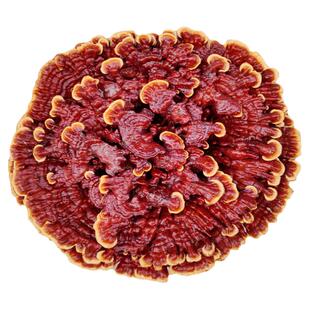 赤灵芝半野生干货特大灵芝摆件观赏盆景灵芝整枝红花灵芝10多斤重