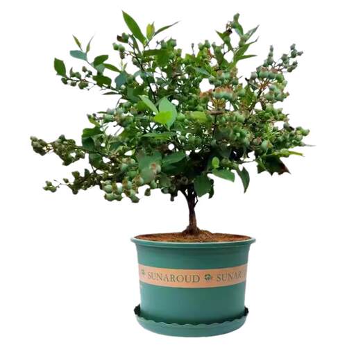 蓝莓树果苗特大号庭院果树南方北方种植盆栽地栽当年结果蓝莓树苗