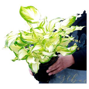 观叶玉簪花苗植物金边花叶花卉室内盆栽花坛多年生绿植耐寒耐旱