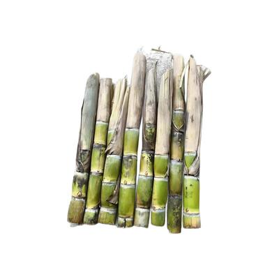 黑皮甘蔗苗南北方甘蔗种种植种苗