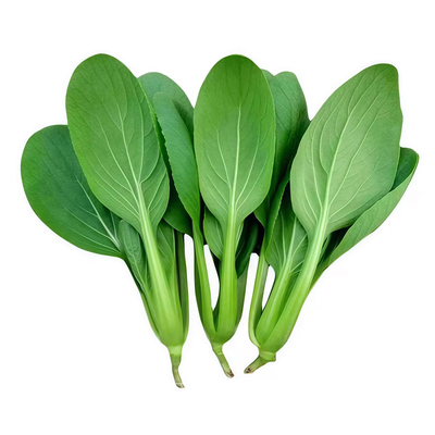 速生鸡毛菜种子小油菜小白菜长快