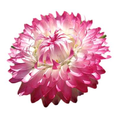 景观绿化阳台园艺切花麦秆菊种子