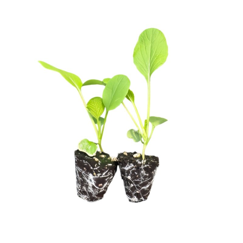 西兰花苗炎秀绿花菜秧苗蔬菜苗
