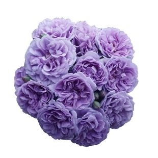 蓝色阴雨藤本月季花大苗阳台庭院爬藤花卉植物浓香四季玫瑰蔷薇花