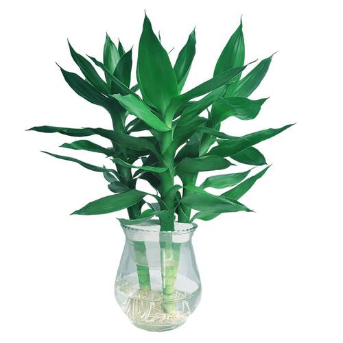 观音竹水培植物带根富贵竹子绿萝发财树绿植室内盆栽客厅好养四季