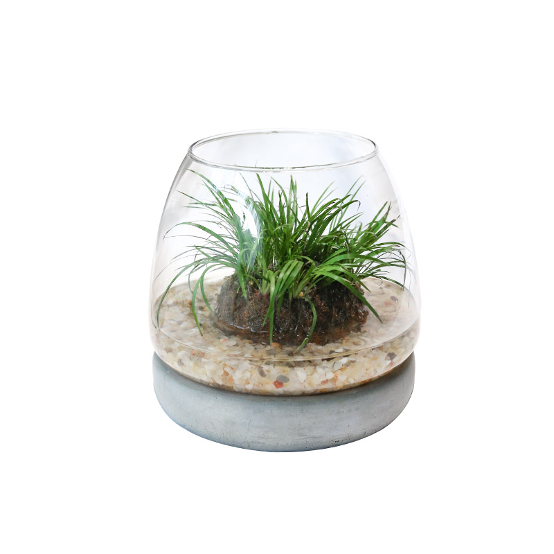 菖蒲水培玻璃瓶微景观桌面青苔球盆栽ins风网红趣味植物组合绿植