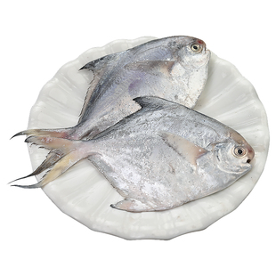 舟山银鲳鱼新鲜冷冻平鱼生鲜海鲜大白鲳鱼水产鲜活速冻昌扁鱼镜鱼