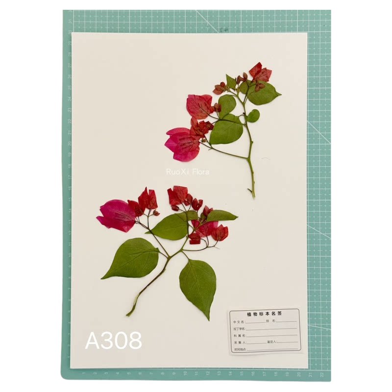 三角梅干花手工diy若兮压花押花