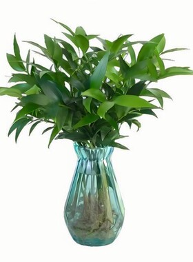 竹柏驱蚊水培植物室内客厅