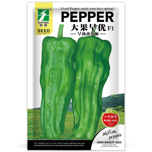 薄皮椒大果青椒种子灯笼椒泡椒泡椒种子早熟薄皮褶皱辣椒种子秧苗