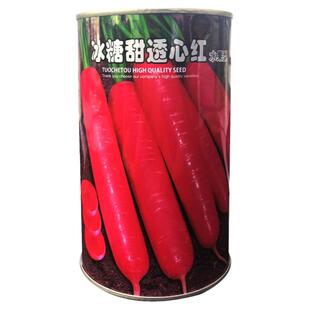 冰糖甜透心红胡萝卜种子水果胡萝卜种籽三红七寸胡萝卜籽紫红心