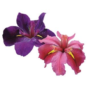 海蒂的花园旗舰店路易斯安娜鸢尾多年生宿根植物阳台盆栽耐寒花卉