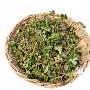 马齿苋新鲜野生食用现挖农家野菜马生应季蔬菜包邮马齿笕菜马蜂菜